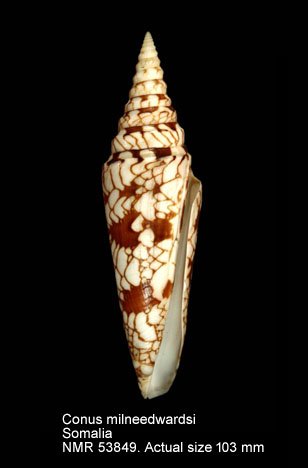 Conus milneedwardsi.jpg - Conus milneedwardsiJousseaume,1894